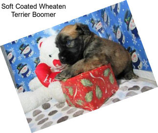 Soft Coated Wheaten Terrier Boomer