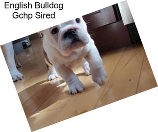 English Bulldog Gchp Sired