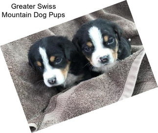 Greater Swiss Mountain Dog Pups