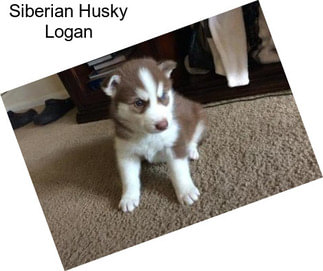 Siberian Husky Logan