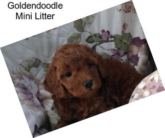 Goldendoodle Mini Litter