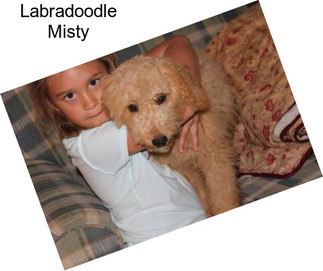 Labradoodle Misty