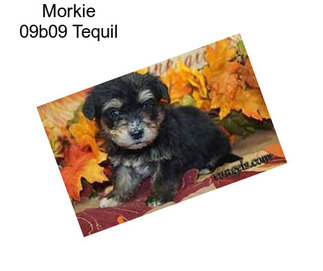 Morkie 09b09 Tequil