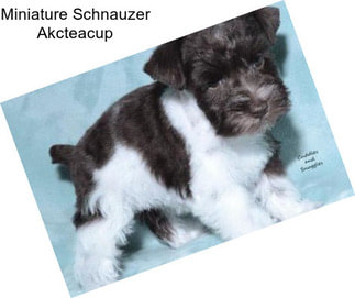 Miniature Schnauzer Akcteacup