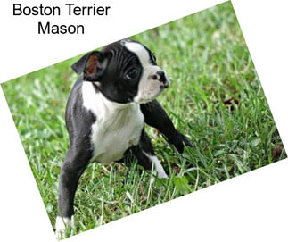 Boston Terrier Mason