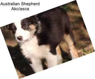 Australian Shepherd Akc/asca