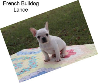 French Bulldog Lance