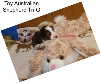 Toy Australian Shepherd Tri G