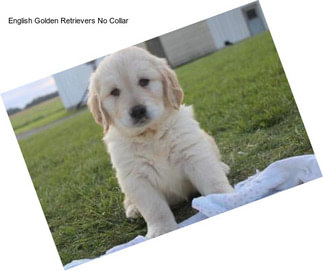 English Golden Retrievers No Collar