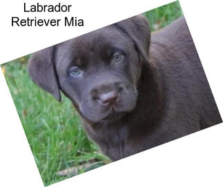 Labrador Retriever Mia