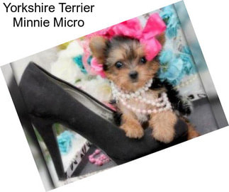Yorkshire Terrier Minnie Micro
