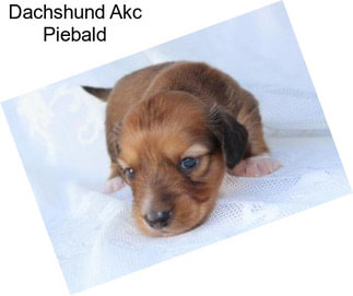 Dachshund Akc Piebald