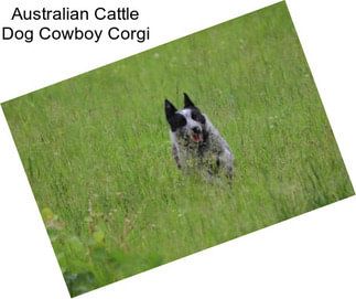 Australian Cattle Dog Cowboy Corgi