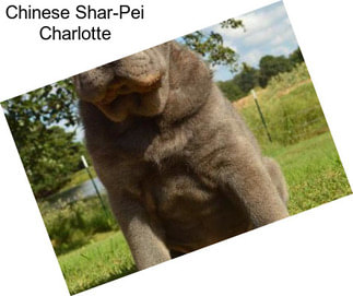 Chinese Shar-Pei Charlotte