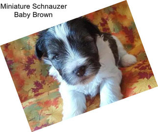 Miniature Schnauzer Baby Brown