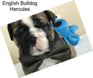 English Bulldog Hercules