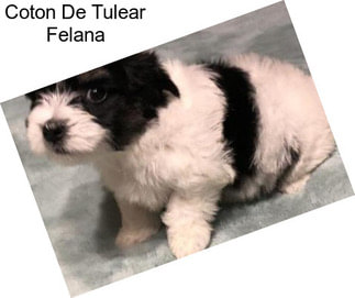 Coton De Tulear Felana