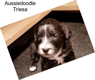 Aussiedoodle Triesa