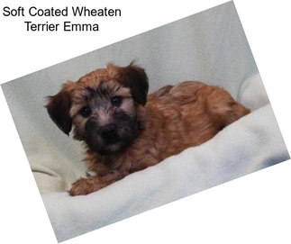 Soft Coated Wheaten Terrier Emma