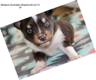 Miniature Australian Shepherd B-red Tri M