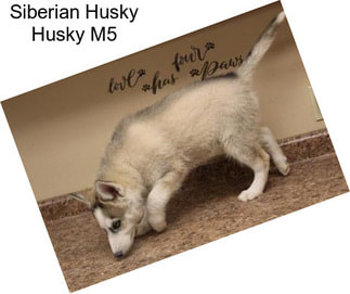 Siberian Husky Husky M5