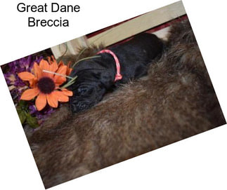 Great Dane Breccia