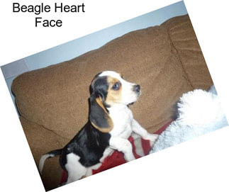 Beagle Heart Face