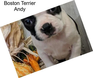 Boston Terrier Andy