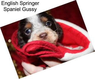 English Springer Spaniel Gussy