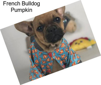 French Bulldog Pumpkin