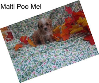 Malti Poo Mel