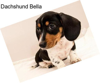 Dachshund Bella