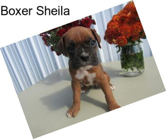 Boxer Sheila