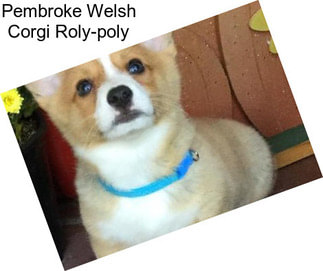 Pembroke Welsh Corgi Roly-poly