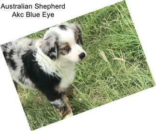 Australian Shepherd Akc Blue Eye