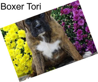 Boxer Tori