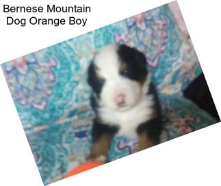 Bernese Mountain Dog Orange Boy