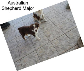 Australian Shepherd Major