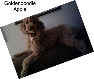 Goldendoodle Apple