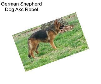 German Shepherd Dog Akc Rebel
