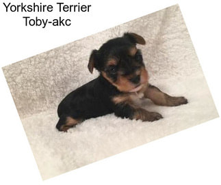 Yorkshire Terrier Toby-akc