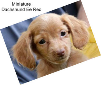Miniature Dachshund Ee Red