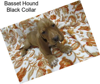 Basset Hound Black Collar