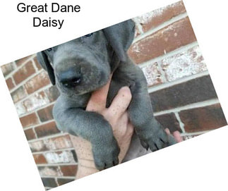 Great Dane Daisy