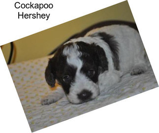 Cockapoo Hershey