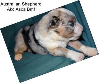 Australian Shepherd Akc Asca Bmf