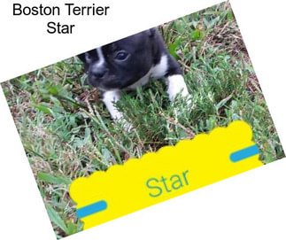 Boston Terrier Star