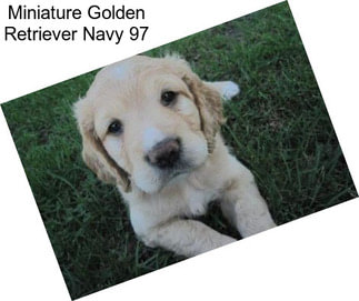 Miniature Golden Retriever Navy 97