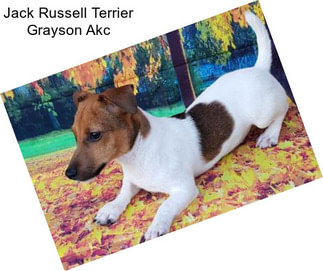 Jack Russell Terrier Grayson Akc