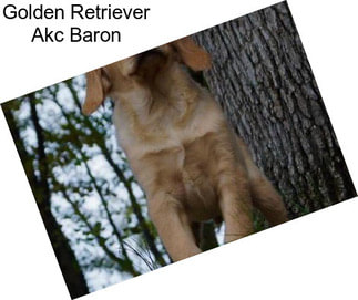 Golden Retriever Akc Baron